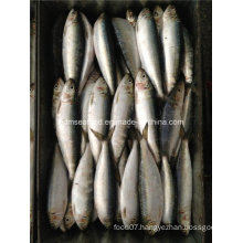 W/R Small Specification Fresh Frozen Sardine Fish